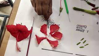 Hibiscus flower Aestivation Example by dissection practical [upl. by Nwahsid734]