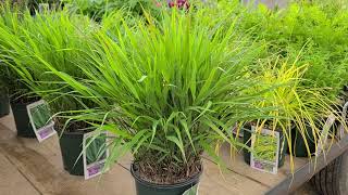 Hakonechloa macra Japanese Forest Grass  Designer grass for shady spots amp softening paved areas [upl. by Sihunn]