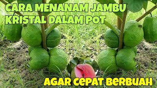 CARA MENANAM JAMBU KRISTAL DALAM POT AGAR CEPAT BERBUAH [upl. by Calloway644]