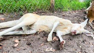 野生を忘れて、危機管理能力がゼロになったカンガルー【カバシャムワイルドライフパーク】 [upl. by Gusba273]