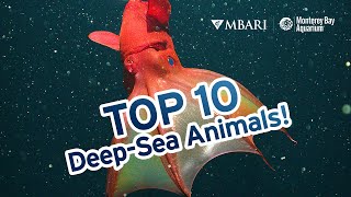 The Top 10 DeepSea Animals according to Monterey Bay Aquarium Research Institute scientists [upl. by Ataymik]