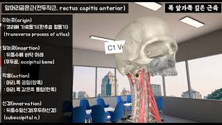 목 앞가쪽 깊은 근육긴목근경장근 앞머리곧은근전두직근 등 6가지 근육 [upl. by Puiia]