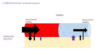 Tissue fluid formation A level biology AQA [upl. by Nailil]