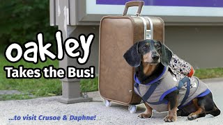 Ep4 OAKLEY TAKES THE BUS  Goes to Visit Crusoe amp Daphne Part 1 [upl. by Hoebart]