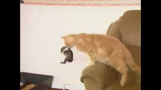 Cat Adopts Baby Rabbit Amazing [upl. by Lamraj]