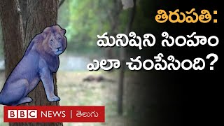 Lion Attack – Tirupati ఒక మనిషిని సింహం ఎలా చంపేసింది అసలు ఎన్‌క్లోజర్‌లో ఏం జరిగింది BBC Telugu [upl. by Enirehtacyram850]