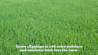 Myth Busters – Removing Grass Clippings is Best for Your Lawn [upl. by Nanfa]