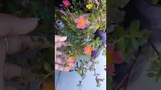 Purslane Flower l l Purslane Plant l Purslane Plant Care l Portulaca Flower homeplants tuberose [upl. by Jonme]