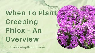 When To Plant Creeping Phlox – An Overview [upl. by Panter]