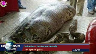 INDONÉSIE  UNE FEMME DÉVORÉE UN PYTHON GÉANT [upl. by Swetlana145]