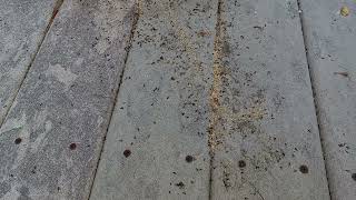 Ants Coming from Underneath the Deck [upl. by Musetta]