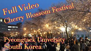 Pyeongtaek University Cherry Blossom Festival [upl. by Chastain]