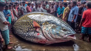 Negombo Fish Market [upl. by Nierman173]