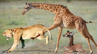 Mother Giraffe attacks Lion very hard to save her baby Wild Animals Attack [upl. by Beverle773]