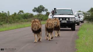 Big Male Lions Roaring in the Road reunite with Casper the White Lion [upl. by Kaela235]