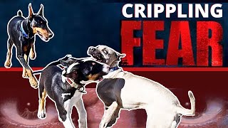 Extremely Fearful Dog is Radically Changed in Minutes How to get your Fearful dog out in the World [upl. by Matusow]