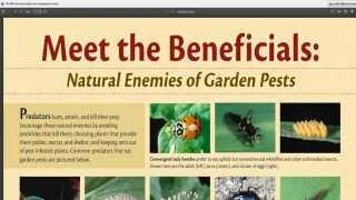 Which are the Beneficial Predatory Insects for Your Vegetable Garden [upl. by Ileane]