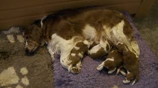 Kennel Ivančice Welsh Springer Spaniel litter quotRquot day 9 [upl. by Allebara10]