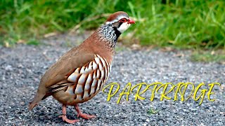 Partridge Sound  Bird Sounds [upl. by Nahtiek]