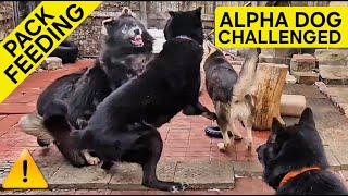 Alpha Dog Challenged During RAW FOOD Pack Feeding [upl. by Merchant]