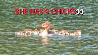 Merganser Duck and Her Chicks ❤️‍🔥🐥 divingduck [upl. by Joice]