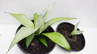 Growing Sansevieria Moonshine with Pup in a Pot at Home [upl. by Byron]