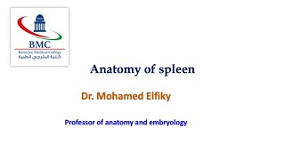 anatomy of spleen [upl. by Ettennek]