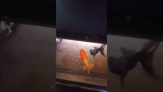 Feeding the Goldies goldfish [upl. by Ted]