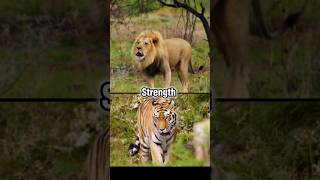 African Lion vs Bengal Tiger with evidence paleontology animals lion tiger cats 1v1 [upl. by Aleron]