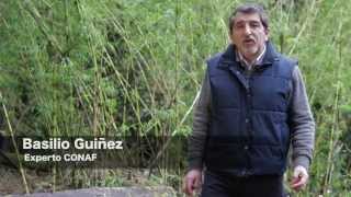 Documental Hantavirus en Chile [upl. by Aitat965]