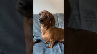 Mini dachshund’s reset button [upl. by Aikmat]