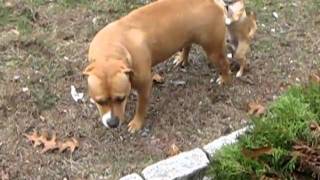 My chihuahua loves Nena the pitbull [upl. by Hook]