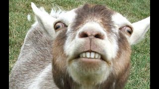 Top 10 Funny Goat Videos  Funniest Goats BEST OF [upl. by Mirth]