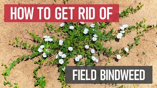 How to Get Rid of Field Bindweed Weed Management [upl. by Salvucci]