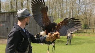 Selbstversuch Falkner für einen Tag [upl. by Erlandson]