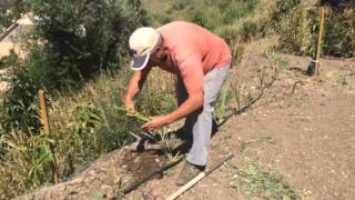 Planting Vetiver Grass Slips [upl. by Eivad722]