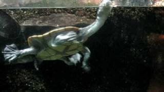 Roti Island Snake Necked Turtle Chelodina mccordi [upl. by Ahiel]