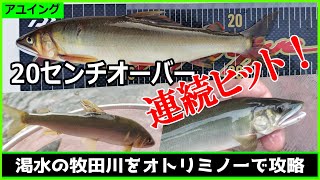 【アユイング】渇水の牧田川で良型アユを釣り上げるのに意識するのはコレだ！ [upl. by Fitzger]