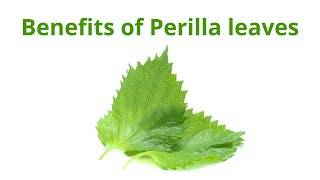 Can you eat perilla leaves everyday [upl. by Marciano395]