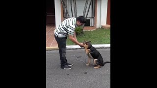 ENTRENAMIENTO A UN PASTOR ALEMÁN DE 6 MESES  REX [upl. by Jerrylee14]