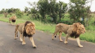 Incredible Wildlife Footage of Lions Roaring Next To My Car  Kruger Park Sightings [upl. by Valtin594]