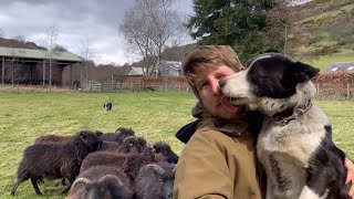 How to train a sheepdog [upl. by Catie]