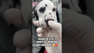 2 month old puppy Dalmatian 🥺 delilah dalmation puppy doglover veterinary fyp dog dogs [upl. by Sinclare624]