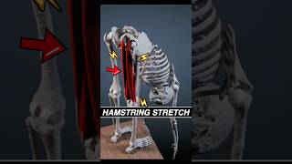 This is what your HAMSTRINGS look like when you stretch anatomy 3d stretching muscle medical [upl. by Camilla]