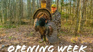 Public Land Strutter in the Hardwoods  Opening Week in Mississippi [upl. by Kumler]