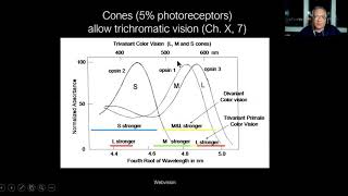 Lecture Electroretinography ERG When Do We Need It [upl. by Elletsyrc681]