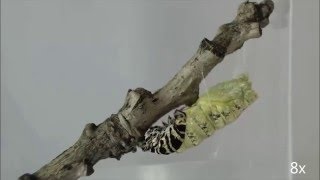 Timelaspe of black swallowtail pupation [upl. by Aisyla396]