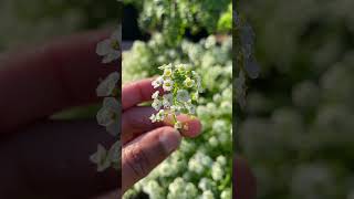 Alyssum Flowers are fragrant and beautiful zone8b theokraladyllc garden alyssum flower seeds [upl. by Alak]