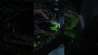 Gremlins 2 Leonard Maltin Says No to Gremlins gremlins moviereview leonardmaltin [upl. by Eylsel]