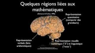 Comprendre le fonctionnement du cerveau pour mieux enseigner [upl. by Euseibbob]